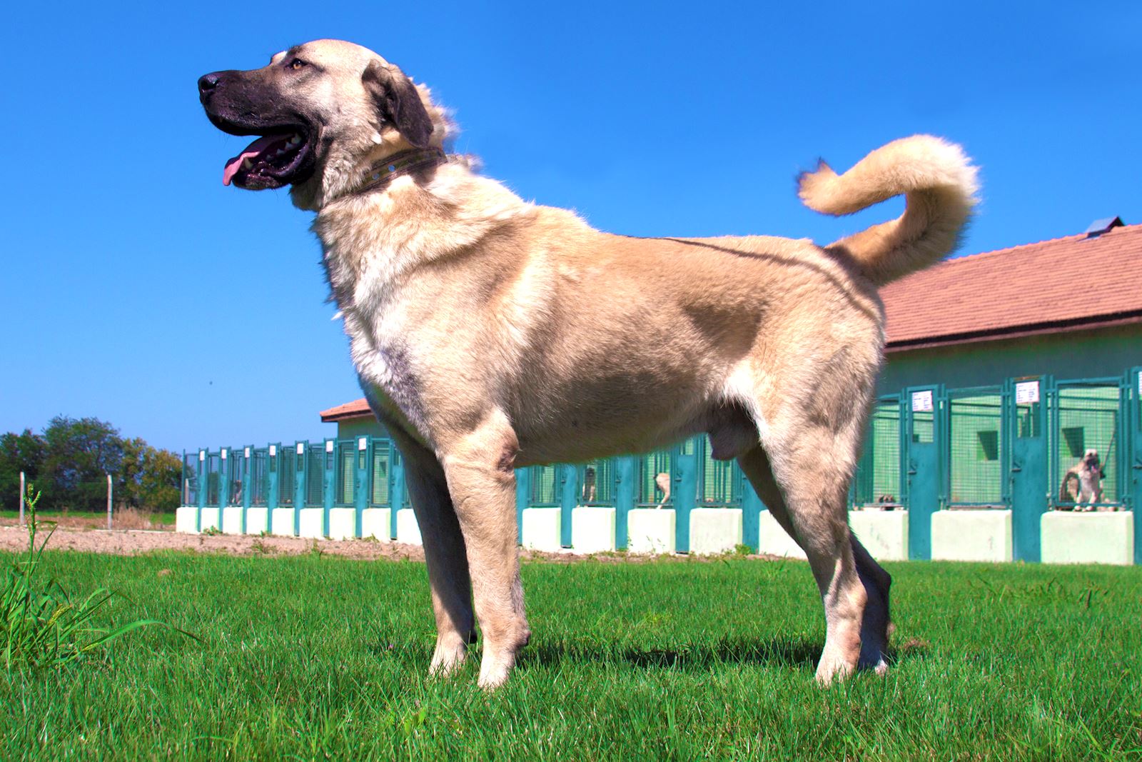 Kangal Dog